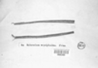 Sclerotium erysiphoides image